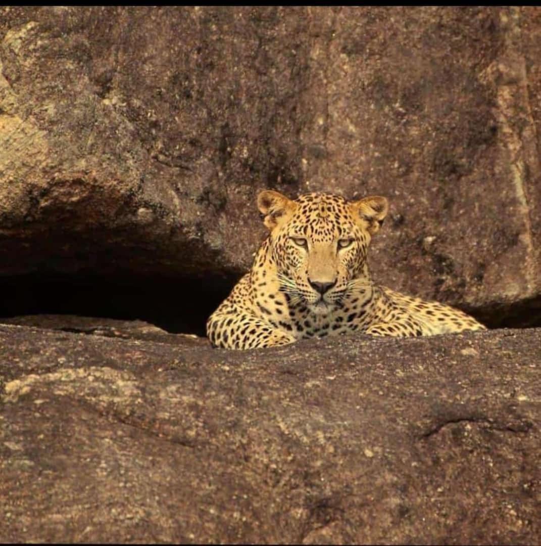 The Bagheera Bagh Jawai Bera Exterior foto